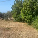 White Animals House